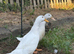 Cherry valley ducks for sale
