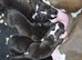 American Bulldog old tipe