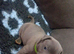 Staffordshire bull terrier