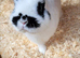 Netherland dwarf