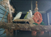 3 budgies and large cage