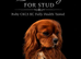 Kc Health Tested Ruby Cavalier King Charles At Stud