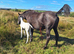 Fewspot colt foal Aphc reg