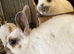 Rabbits for sale hull