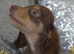 Long Coat Miniature Dachshund Puppies