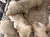 Beautiful mini dachshunds ready to go