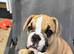 Girl puppy for sale