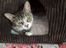 Beautiful Tabby Girl