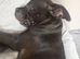 Last female staffy