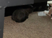 3 kittens