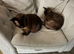 Two Asian sisters, blue, 5 years old need rehoming