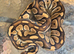 Royal pythons for sale