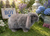 6 beautiful bunnies for sale
