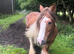 Solid cob mare