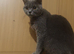 British shorthair female