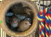 Baby Bengalese Finch