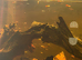 Guppies