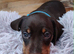Beautiful home-reared Miniature Dachshund Puppies