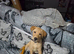 4 month old Labrador