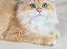 Stunning British Longhair Pedigree Kittens – WCF