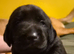 KC registered labrador Retrievers
