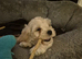 Cavachon puppies