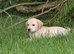 Outstanding litter of Labrador pups available