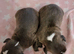 Kc reg brindle staffys