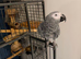SUPER TAME AFRICAN GREY PARROT