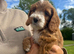 Beautiful little boy cockapoo