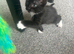 12 week kitten
