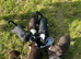 One last boy available! Beautiful litter of collie cross puppies