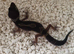 Black night gecko female