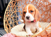 BEAUTIFUL BEAGLE PUPPIES