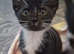 Kittens ip3