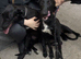 2 lurcher pups