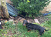 Dauchshund