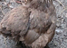 Pekin Bantam fertile eggs