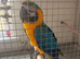 Stunning blue and gold maccaw