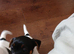1 Jack Russell boy 11 weeks old pups ready now!