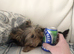 Purebred Teacup Yorkshire Terrier Boy