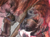 KC boxer puppies
