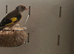Goldfinch cock bird small p throut