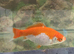 Goldfish