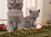 British shorthair kittens