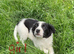 Collie cross Jack Russell