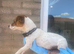 Traditional miniature Jack Russell