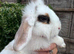 Lionhead