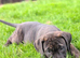 Big strong stunning puppies