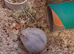 Approx 1 year old dwarf hamster